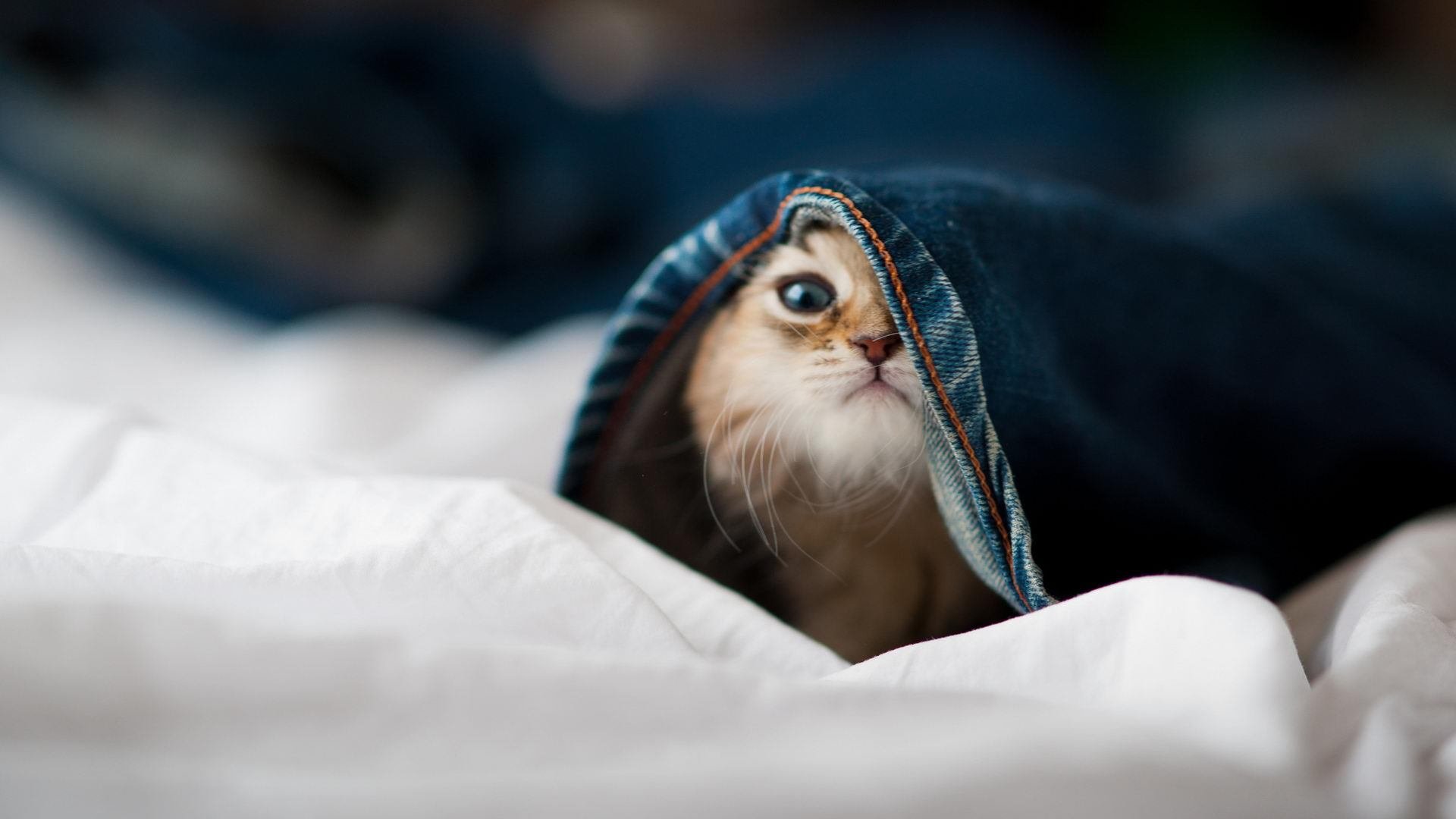 平行突破,从法兰西球场到羽球之巅的破壁者