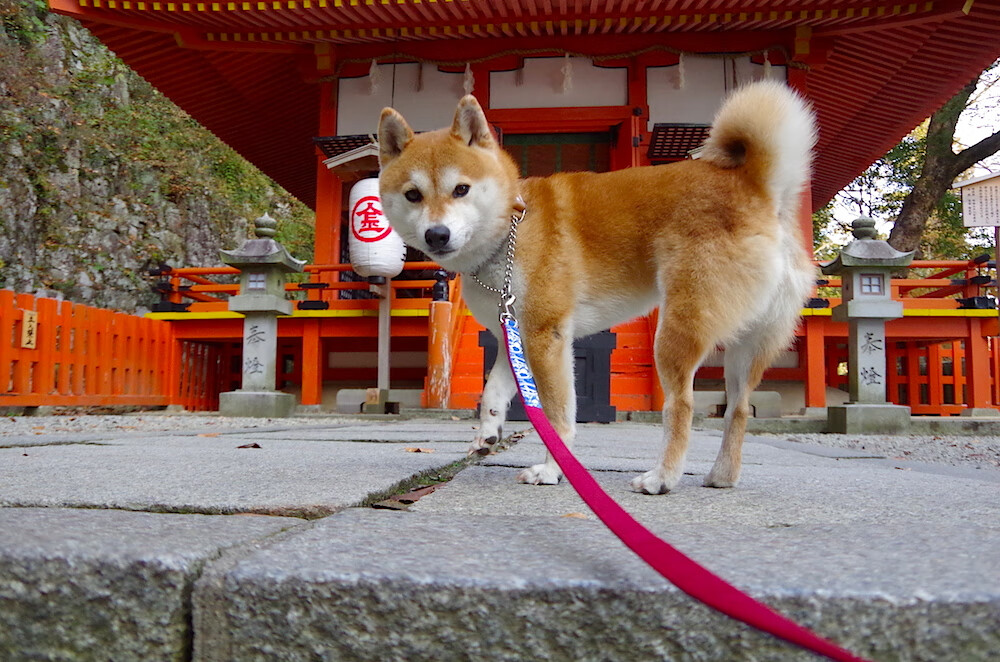 威廉姆斯平行宇宙轻取阿斯顿马丁，周冠宇虚拟宇宙带队取胜