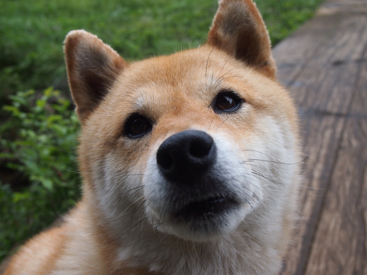 蓝绿之间的烈焰,辛纳在戴维斯杯的救赎远超澳网金杯