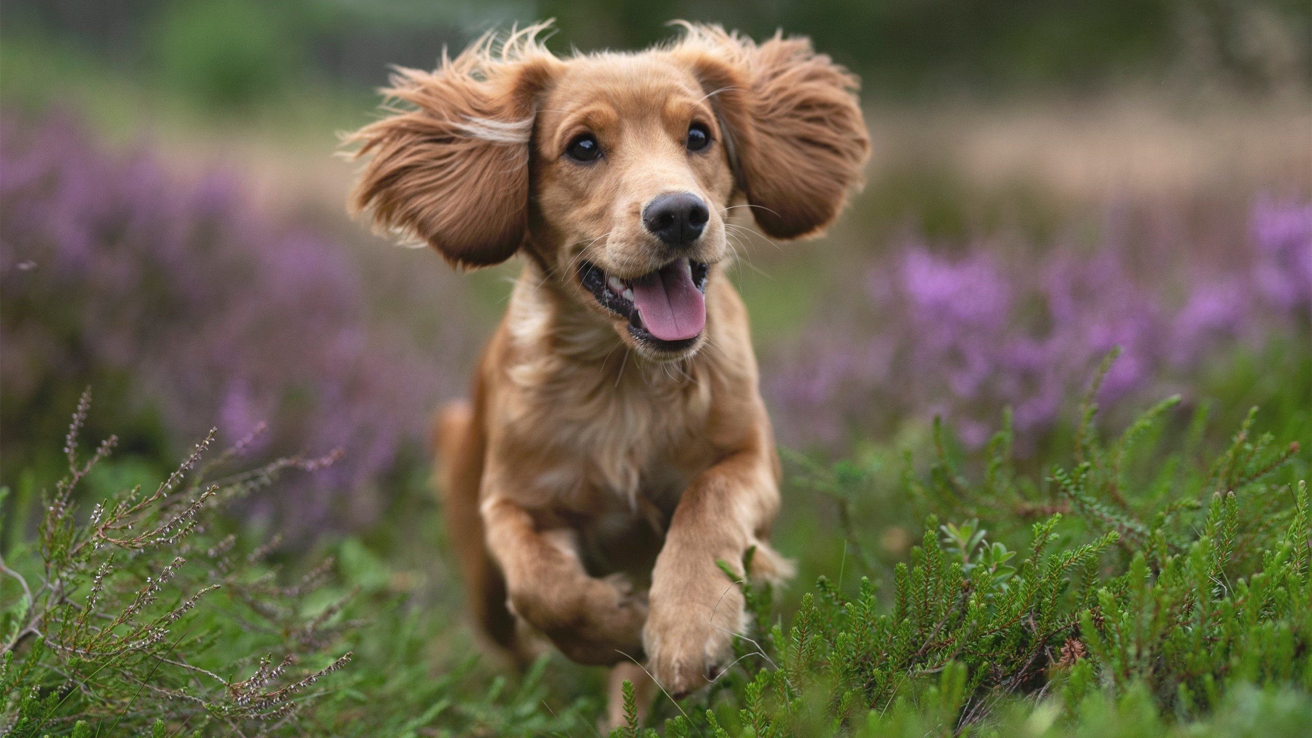 斗牛士的红色帷幕,本泽马惊艳四座,西班牙力量碾压AC米兰