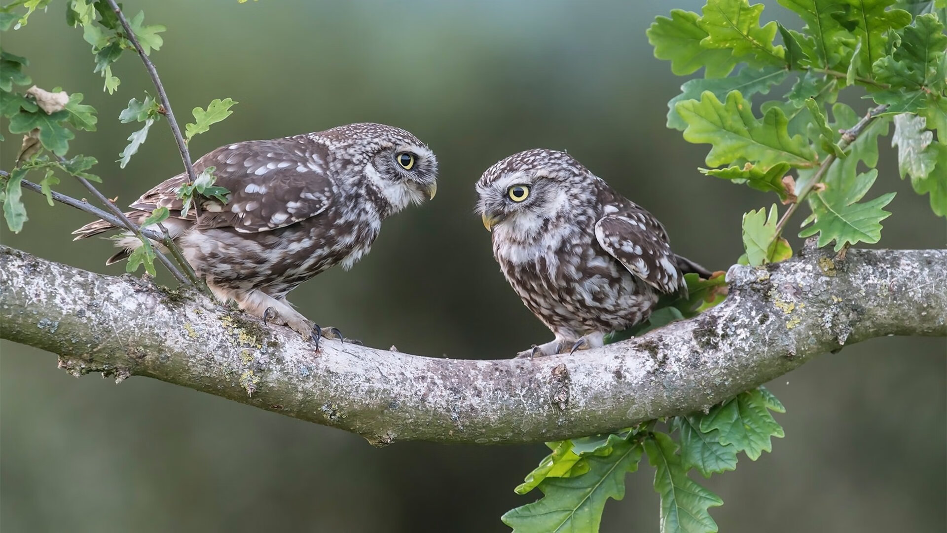 孤独的远征与团队的战歌,当鲁德在蒙特卡洛扛起全队的旗帜
