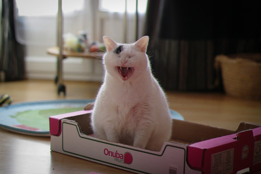 霍勒迪核爆式演出！轰生涯最高分撕裂鹈鹕防线森林狼团队铁壁合围，掀起青春风暴强势登顶