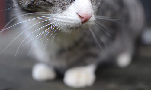 狼群吞噬太阳,切特·霍姆格伦如何用七尺臂展改写争冠叙事