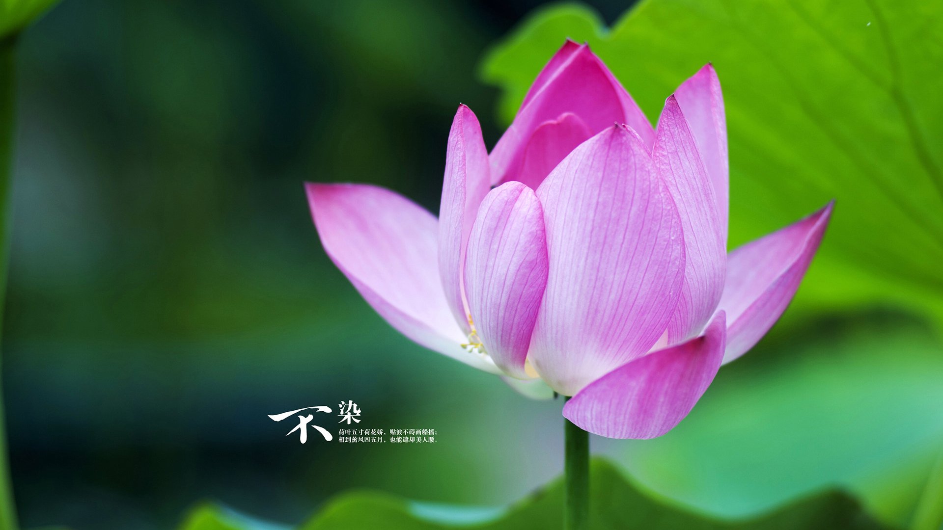 双星闪耀欧陆,尼日利亚新血硬撼尤文,戈麦斯英超独舞定争冠乾坤