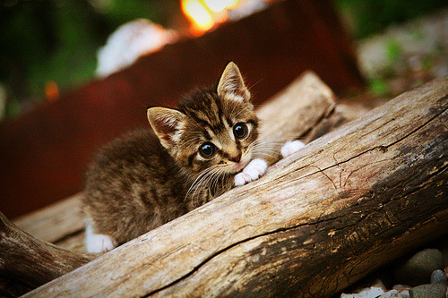 双线叙事,从CBA战术博弈到NBA巨星时刻—现代篮球的两种胜利哲学