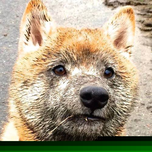 铜墙铁壁VS跑轰洪流,以切特为转换引擎,鹈鹕正面碾压尼克斯