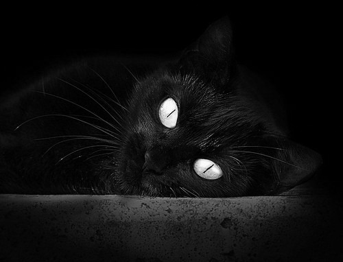 命运的重塑,突尼斯与沙特之战,迪亚斯的自我救赎