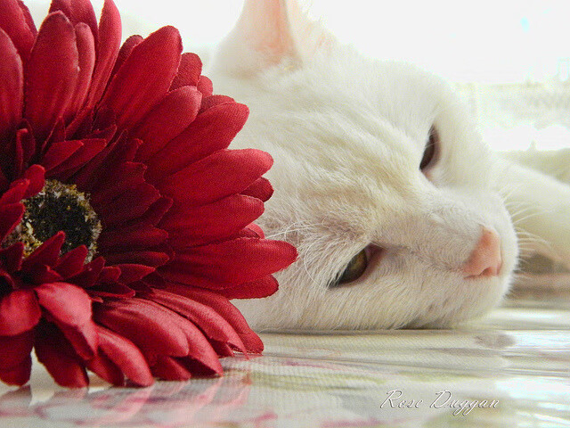 跨界奇迹,新疆队在西决生死战焦点中关键突围尼克斯