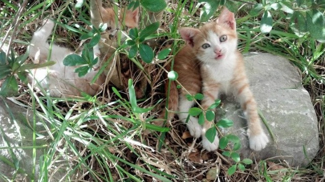 烈焰焚冰,当米切尔的个人英雄主义刺穿马刺的永恒秩序